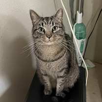 Thumbnail photo of Ollie #1