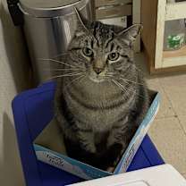 Thumbnail photo of Ollie #2