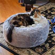 Thumbnail photo of Omlette #1