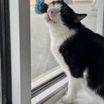 Thumbnail photo of Buan--Sponsored Adoption Fee #1