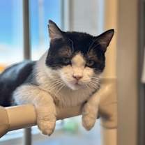 Thumbnail photo of Buan--Sponsored Adoption Fee #2