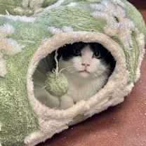 Thumbnail photo of Buan--Sponsored Adoption Fee #3