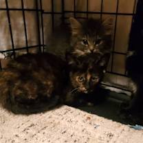 Thumbnail photo of Neva  (Bonded Edison) #3