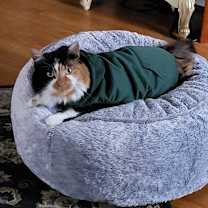 Thumbnail photo of Omlette #2