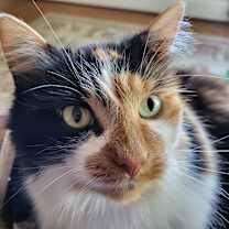 Thumbnail photo of Omlette #3