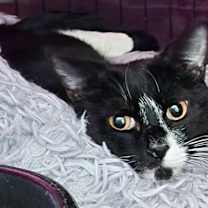 Thumbnail photo of Dodger #1