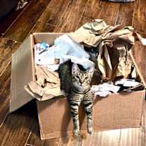 Thumbnail photo of Mr. Meowster #1