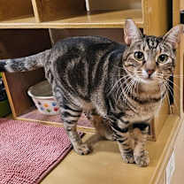 Thumbnail photo of Rove #1