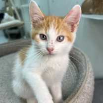 Thumbnail photo of Night Crawler #2