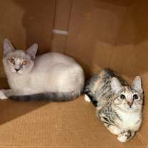 Thumbnail photo of Boogie #3