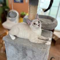 Thumbnail photo of Boogie #4