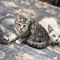 Thumbnail photo of Jitterbug #4