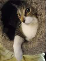 Thumbnail photo of Cooper #1