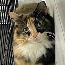 Thumbnail photo of Phoebe #2