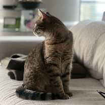 Thumbnail photo of Tiny Hermione #4