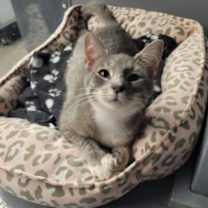 Thumbnail photo of McAllister #1