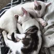 Thumbnail photo of Spanky Avery #2