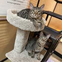 Thumbnail photo of Eastvale #2