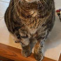 Thumbnail photo of Willow #1