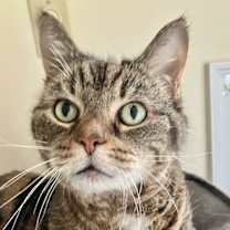 Thumbnail photo of Willow #3