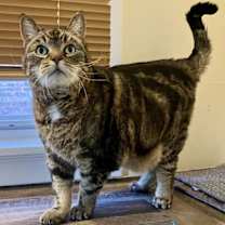 Thumbnail photo of Willow #4