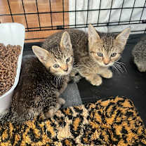 Thumbnail photo of Sandy #2