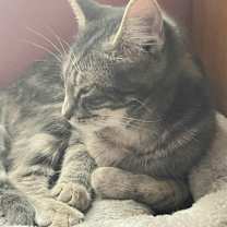 Thumbnail photo of Muffin #2