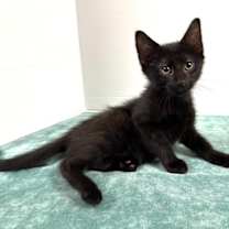 Thumbnail photo of Wheel of Fortune #3