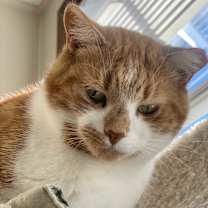 Thumbnail photo of Macalla #3