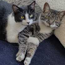 Thumbnail photo of Bartholomew #4