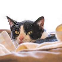 Thumbnail photo of Bean #3