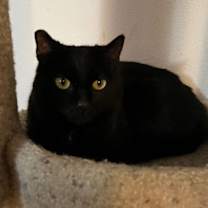 Thumbnail photo of Shadow Fax #2