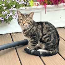 Thumbnail photo of Harpoon Howard #2