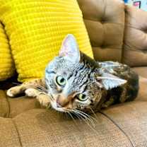 Thumbnail photo of Harpoon Howard #3