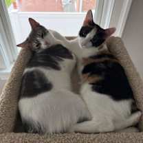 Thumbnail photo of ISABELLA #2