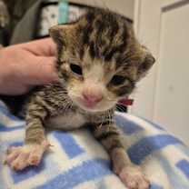 Thumbnail photo of Refund #2