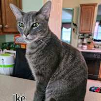 Thumbnail photo of Ike #1