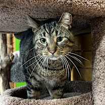 Thumbnail photo of Howard #4