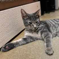 Thumbnail photo of Cardini #2