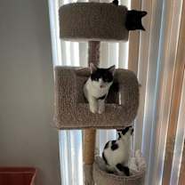 Thumbnail photo of Ginger (aka Telly) #2