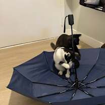 Thumbnail photo of Ginger (aka Telly) #3