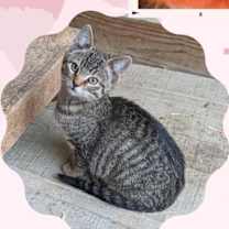 Thumbnail photo of Penny AKA BT #2