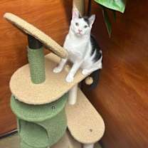 Thumbnail photo of Kobuk #3