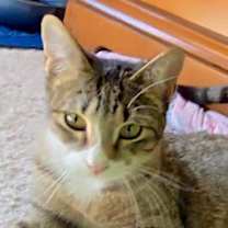 Thumbnail photo of Priscilla (Courtesy Post) #1