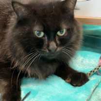 Thumbnail photo of Molina #2