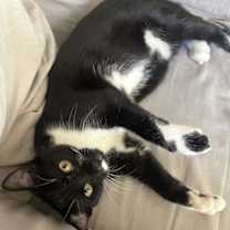 Thumbnail photo of Tenor #1