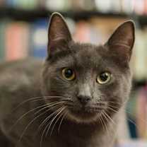 Thumbnail photo of Graphene (bonded w/Clown Pants III) #2