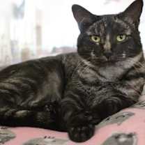 Thumbnail photo of Wolfey #3