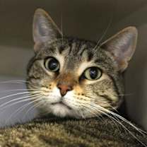 Thumbnail photo of Missy Elliot #1