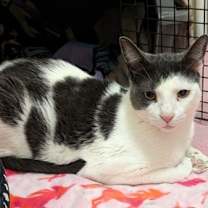 Thumbnail photo of Oliver #2